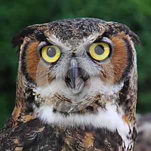 Great Horned Owl