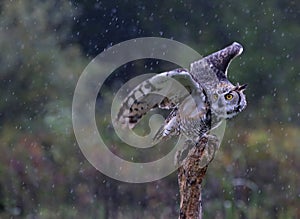 Great Horned Owl Take-Off