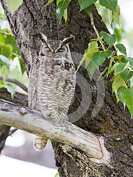 Great Horned Owl taking a daytime nap