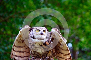 Great Horned Owl Taking Flight