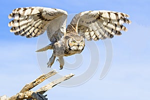 Great horned owl taking flight