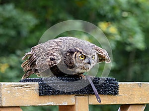 Great horned owl taking off