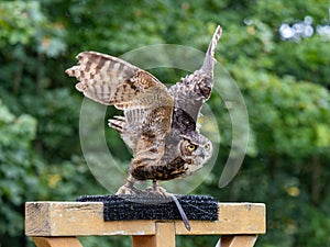 Great horned owl taking off