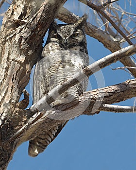 Great Horned Owl in a Tree