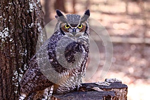 Great Horned Owl on a tree stump photo