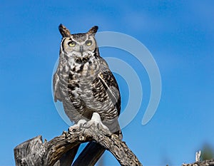 Great Horned Owl photo