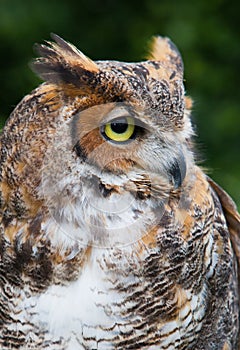 Great horned owl with tuffs of feathers resembling antlers photo