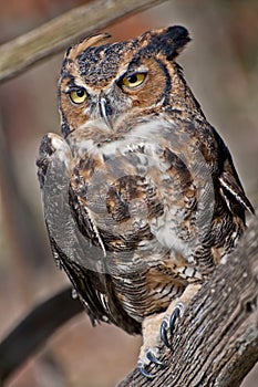 Great Horned Owl two