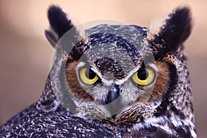 Great Horned Owl - Watchful Eyes photo