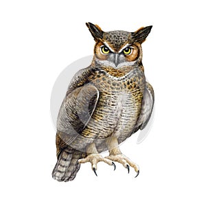 Great horned owl. Watercolor illustration. Bubo virginianus North America native avian. Hand drawn realistic eagle owl