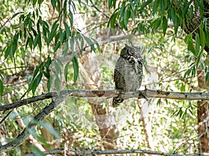 Great Horned Owl in the wild perched on a branch