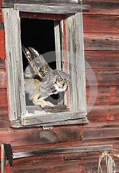 Great horned owl in window opening