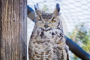 Great Horned Owl Winking