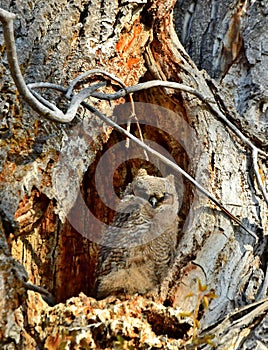 Great Horned Owlet, Montana,