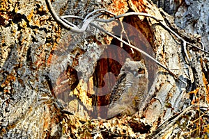 Great Horned Owlet, Montana