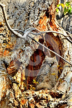 Great Horned Owlet, Montana.