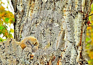 Great Horned Owlet, Montana