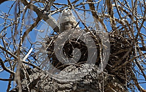 Great Horned Owlet in Nest