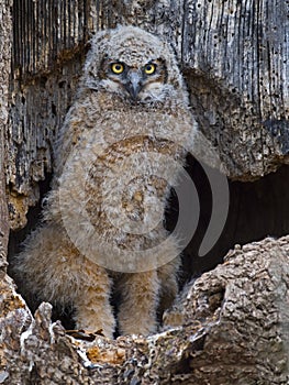 A Great Horned Owlet standing in Nest