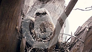 Great horned owlets