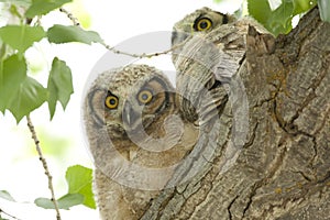 Great Horned Owlets.