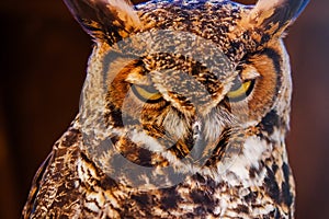 Great Horned Own