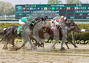 Great Horse Racing Photos from Belmont Park
