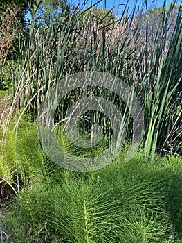 Great horsetail plants