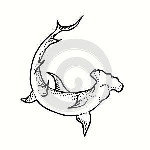 Great Hummerhead shark, bottom view. Ink black and white drawing.