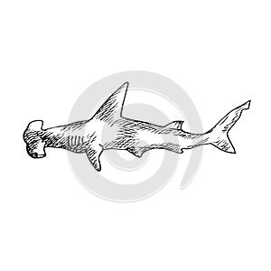 Great Hummerhead shark, hand drawn doodle, sketch, vector outline illustration