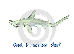 Great Hummerhead shark, isolated on white background