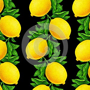 Great illustration of beautiful yellow lemon fruits on a branch with green leaves isolated on a black background. Watercolor