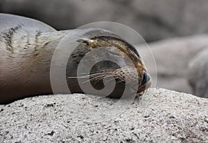 Great Image of a Sea Lion Sleeping photo
