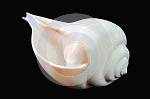 Great indian chank seashell on black background
