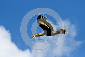 Great Indian Hornbill Bird from India