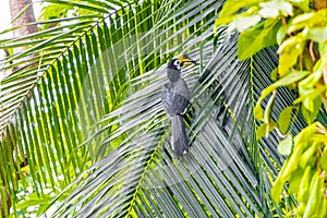 Great Indian Hornbill bird yellow beak Koh Phayam Ranong Thailand