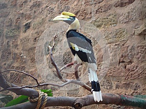 Great Indian Hornbill - Buceros bicornis photo