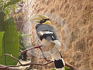 Great Indian Hornbill - Buceros bicornis