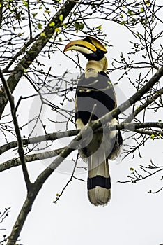 Great Indian Hornbill perched on a branch on a tree.