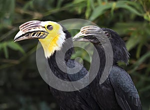 Great Indian Hornbills at Tampa`s Lowry Park Zoo