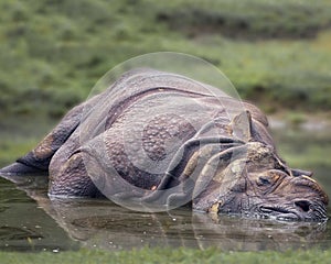 Great Indian one-horned rhinoceros, Rhinoceros unicornis in the water. The horn is cut down