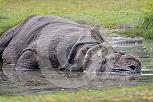 Great Indian one-horned rhinoceros, Rhinoceros unicornis cools his skin in the water. The horn is cut down