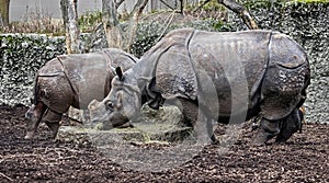 Great indian rhinoceros 17