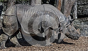 Great indian rhinoceros 21