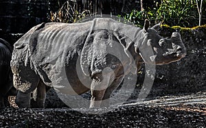 Great indian rhinoceros 24