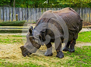 Great indian Rhinoceros eating hay, diet of a rhino, Vulnerable animal specie from India