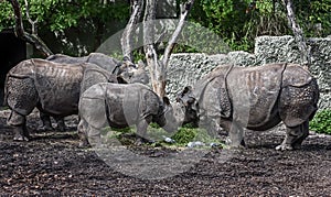 Great indian rhinoceroses 2