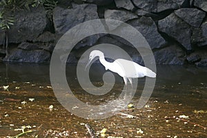 Great Indian Snowy Egret
