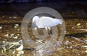 Great Indian Snowy Egret