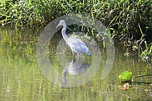 Great Indian Snowy Egret